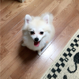 ポメ雄11ヶ月 と トイプ雄7ヶ月