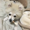 ポメ雄11ヶ月 と トイプ雄7ヶ月 サムネイル7