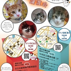 １１月２０日(日)『ねこざんまい譲渡会』12時スタート！子猫ちゃんたちも参加します