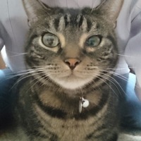 たいが