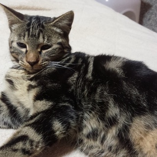 チャリーの里親募集