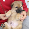 子犬のダンゴ君里親募集中！ サムネイル3