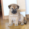子犬のダンゴ君里親募集中！ サムネイル4