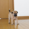 子犬のダンゴ君里親募集中！ サムネイル5