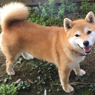 若い柴犬メス