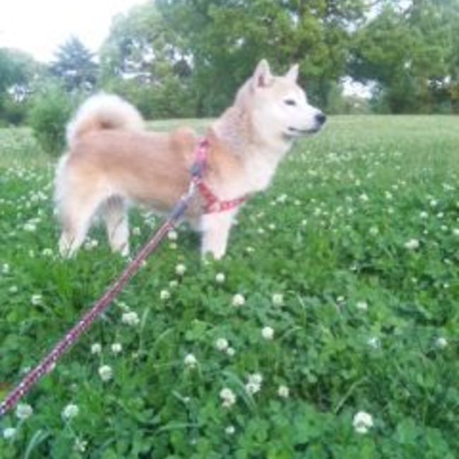 犬猫の生きる権利を守り隊のカバー写真