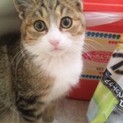 寒い雨の日に保護した生後4ヶ月ほどの子猫