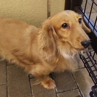 ダックス5歳　血統証明書あります。里親募集