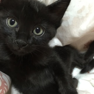 可愛い子猫ちゃん☆