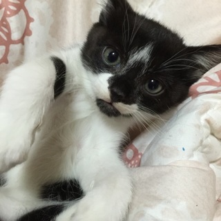 可愛い子猫ちゃん☆