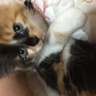 可愛い子猫ちゃん☆