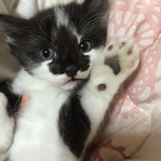 可愛い子猫ちゃん☆