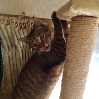 お利口さんなキジトラくん╰(*´︶`*)╯♡