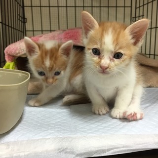 ☆保健所収容中　茶とらちび兄弟☆