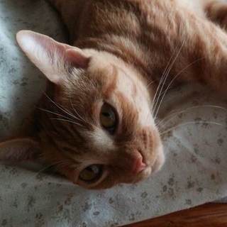 「くるみ」FIVキャリアだけどとっても甘えん坊