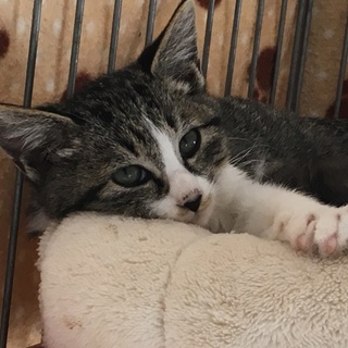 可愛いキジ白もみじちゃんです