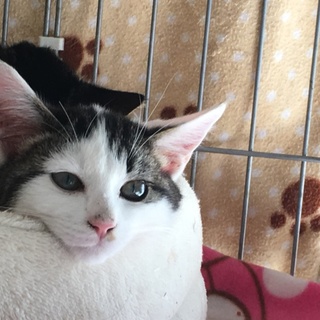 ぷくぷく可愛いうずらくんです