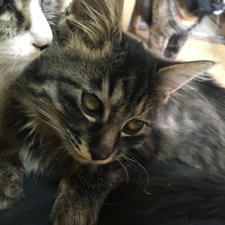 半長毛の可愛い子猫モフモフ君です