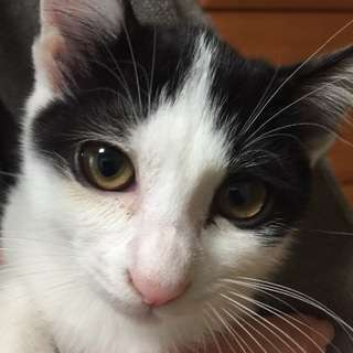 2か月半のスリゴロ3姉弟、ハチワレのハスキー君♪ 