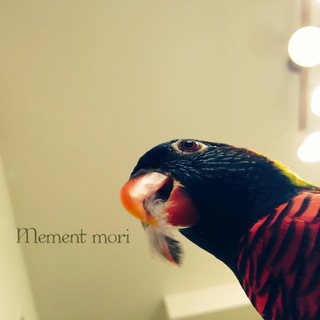 人懐こい♡レインボーロリキートの里親募集