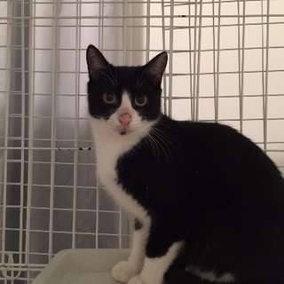 去勢済み、若い7か月のハチワレ、ぎん君♪