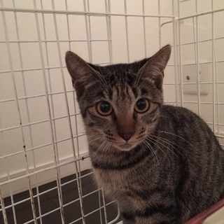 去勢済み、7か月のキジトラ猫、タツ君♪