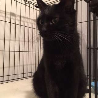 黒猫のジジ♀（笑）ちゃん。(^^♪