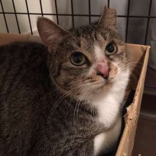 スリゴロ、性格の良いキジシロ猫、まいちゃん♪