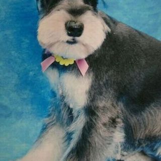 超小型ミニチュアシュナウザー