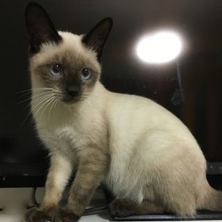 モカちゃんの里親様募集中