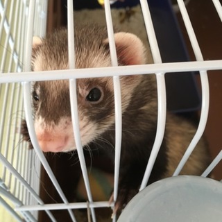 沢山の申し込み有難うございました！里親決まりました