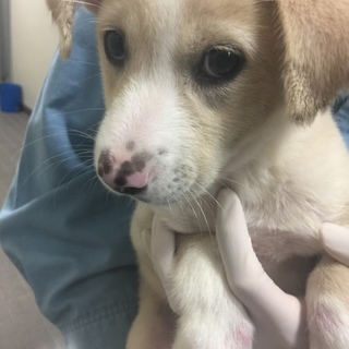 【決定】人懐っこくヤンチャな男の子☆