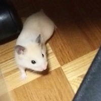 きなこ