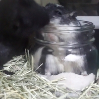 カラージャービル