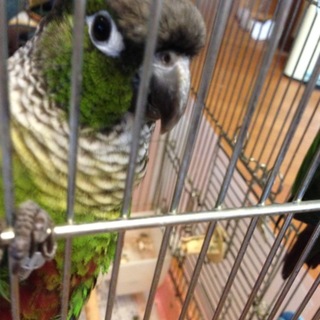 ウロコインコ  ♂