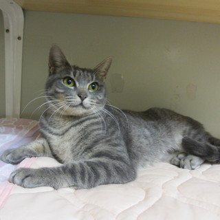 愛護センターの一般譲渡で里親様が決定致しました。 