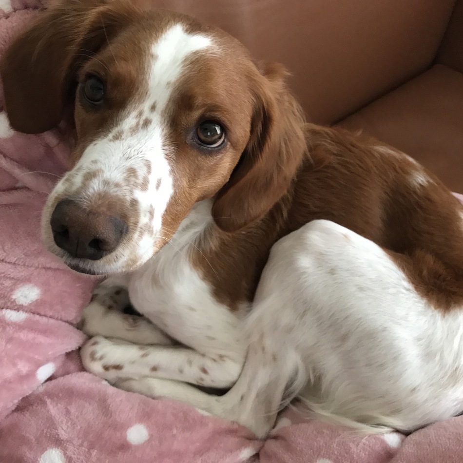 ロビンのカバー写真