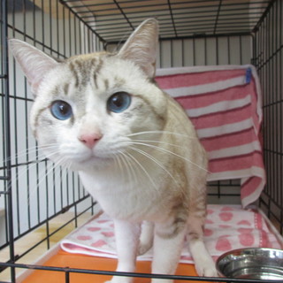 センター収容の綺麗な男の子