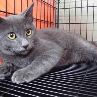 センター収容の甘えん坊の男の子