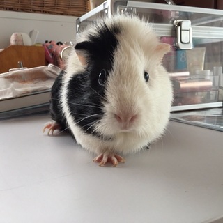 短毛モルモットの里親を探しています