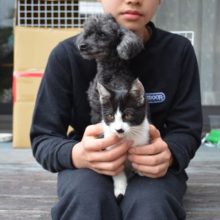 わんこと暮らせる生後３ヶ月くらいオス里親さん募集