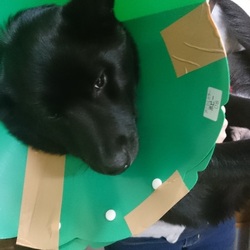 去勢手術後５日間の記録