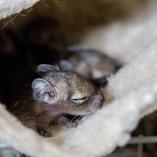 デグーマウスの赤ちゃん5匹　(募集一時終了)