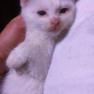 真っ白の可愛い白ちゃん１・天使な５匹兄弟