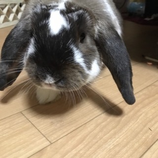 警察からの保護うさぎ。