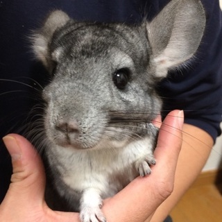 チンチラ雄　募集しています！