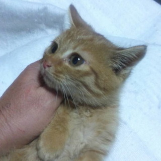 天使な５匹兄弟・生後２ケ月茶とらサカナ君