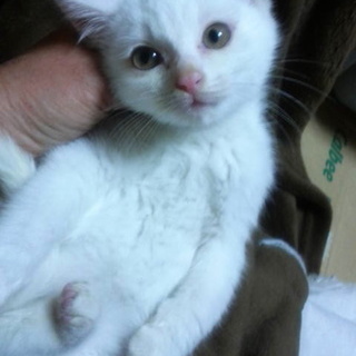 天使な５匹兄弟・真っ白の白猫2