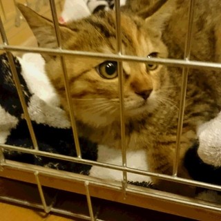生後2カ月、さび柄メス仔猫