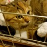 生後2カ月、さび柄メス仔猫 サムネイル2